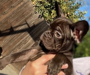 French Bulldog Puppy for sale in ANTIOCH, CA, USA