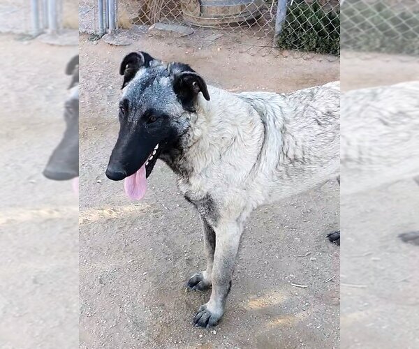 Medium Photo #2 German Shepherd Dog-Unknown Mix Puppy For Sale in Apple Valley, CA, USA
