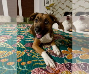 Beagle-Unknown Mix Dogs for adoption in Germantown, OH, USA