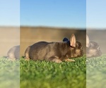 Small #7 French Bulldog