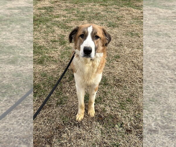 Medium Photo #1 Border Saint Puppy For Sale in Evansville, IN, USA