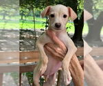 Small #2 Mutt