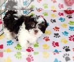Small #8 ShihPoo