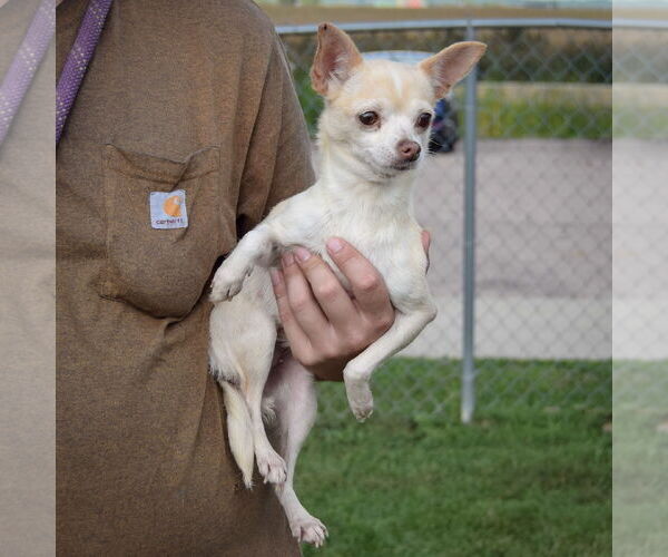 Medium Photo #4 Chihuahua Puppy For Sale in Huntley, IL, USA