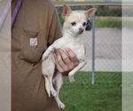 Small #3 Chihuahua