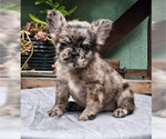 Small #11 French Bulldog
