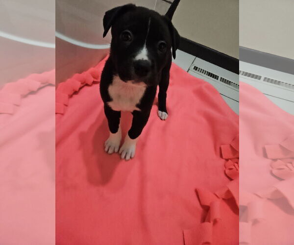 Medium Photo #3 Labrador Retriever-Unknown Mix Puppy For Sale in Princeton, MN, USA