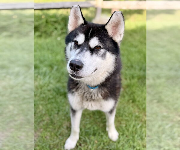 Medium Photo #1 Siberian Husky Puppy For Sale in Manahawkin, NJ, USA