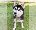 Maverick - Male Siberian Husky Dog for Adoption - Small photo