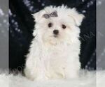 Puppy Bunnie AKC Maltese