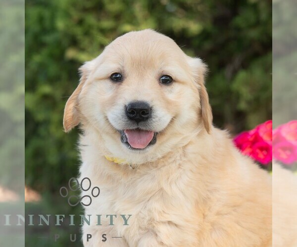 Medium Photo #3 Golden Retriever Puppy For Sale in NEWPORT, PA, USA