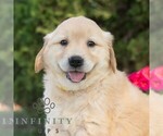 Small #2 Golden Retriever