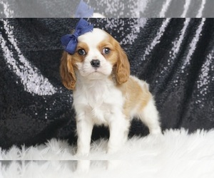 Medium Cavalier King Charles Spaniel