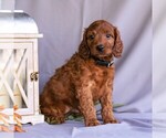 Small Photo #8 Irish Setter-Poodle (Miniature) Mix Puppy For Sale in NEWMANSTOWN, PA, USA