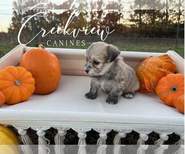 Medium Photo #5 Havanese Puppy For Sale in NIANGUA, MO, USA