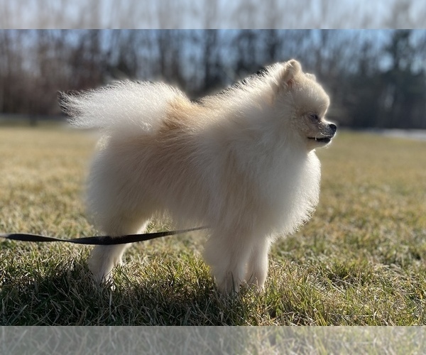 Medium Photo #1 Pomsky Puppy For Sale in PITTSGROVE, NJ, USA