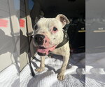 Small #1 Mutt