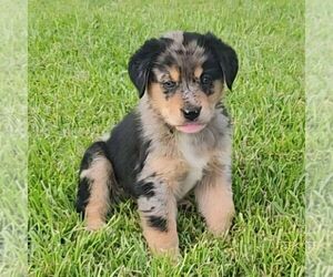 Sheprador Puppy for sale in ATMORE, AL, USA