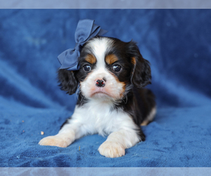 Cavalier King Charles Spaniel Puppy for sale in LIBERTY, KY, USA
