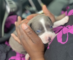 American Pit Bull Terrier-Presa Canario Mix Puppy for sale in MEMPHIS, TN, USA