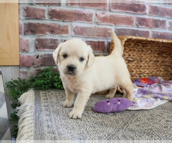 Medium Photo #2 Golden Retriever Puppy For Sale in SYRACUSE, IN, USA