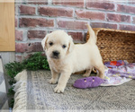 Small #1 Golden Retriever