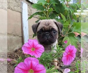 Pug Puppy for sale in CHAMBERSBURG, PA, USA