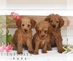 Small #1 Poodle (Miniature)