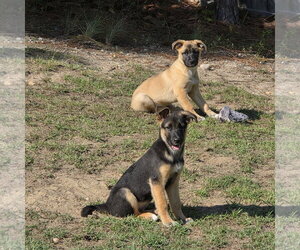 Zev - Female German Shepherd Dog-Unknown Mix Dog for Adoption - Photo #4