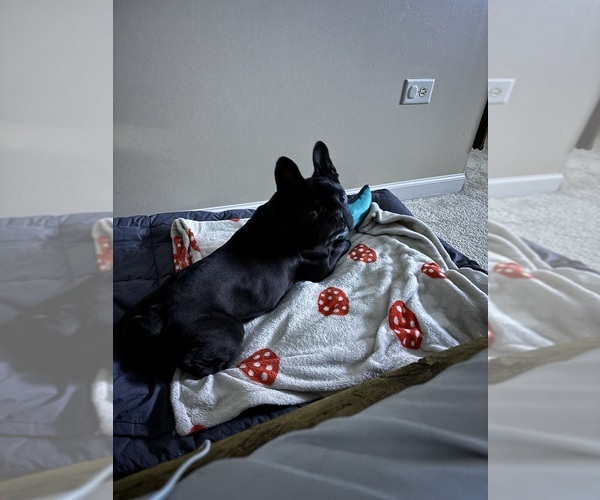 Medium Photo #2 American French Bull Terrier Puppy For Sale in LOCKPORT, IL, USA