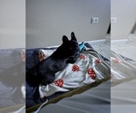 Small #1 American French Bull Terrier
