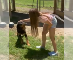 Small #1 Rottweiler