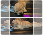 Small #5 Golden Retriever