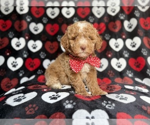 Poodle (Miniature) Puppy for sale in LAKELAND, FL, USA