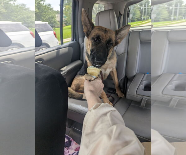 Medium Photo #2 German Shepherd Dog Puppy For Sale in New Hill, NC, USA