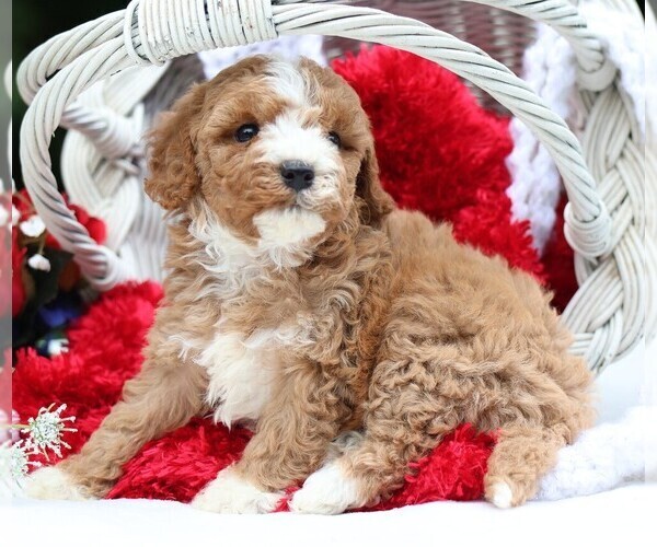 Medium Photo #9 Cavapoo Puppy For Sale in JONES, MI, USA