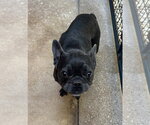 Small #3 French Bulldog