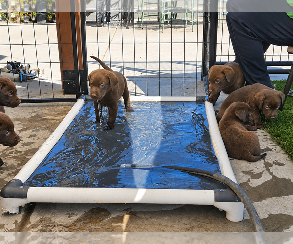 Medium Photo #2 Labrador Retriever Puppy For Sale in Clovis, CA, USA