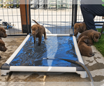 Small #1 Labrador Retriever