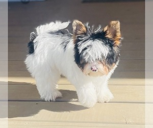 Biewer Terrier Puppy for sale in CANTON, GA, USA