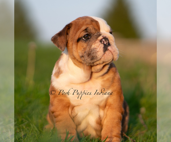 Medium Photo #2 Bulldog Puppy For Sale in WARSAW, IN, USA