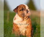 Small #1 Bulldog