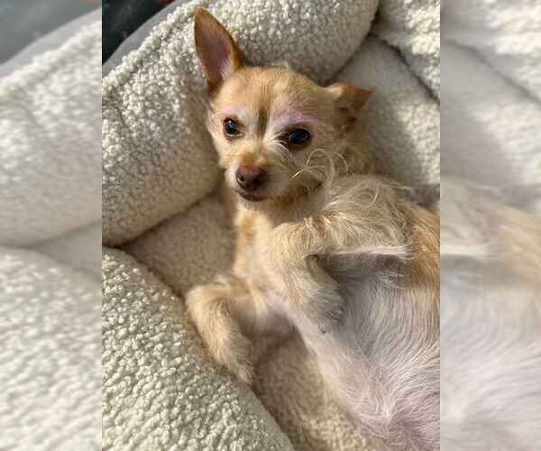 Medium Photo #2 Chihuahua-Unknown Mix Puppy For Sale in Plainfield, IL, USA