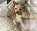 Small #1 Chihuahua Mix