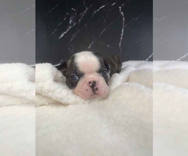 Medium Photo #78 Boston Terrier Puppy For Sale in TULARE, CA, USA