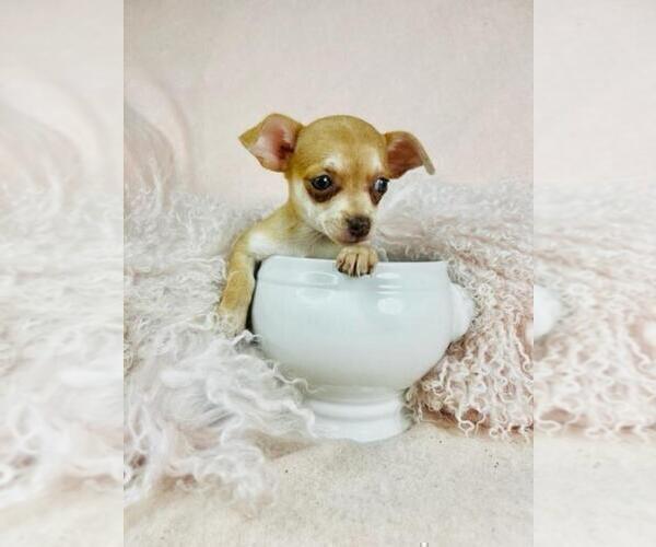 Medium Photo #15 Chihuahua Puppy For Sale in MIAMI, FL, USA