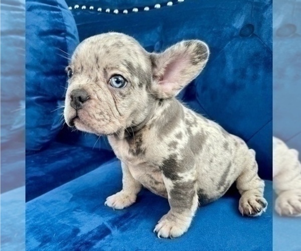 Medium Photo #5 French Bulldog Puppy For Sale in WOODLAND HILLS, CA, USA