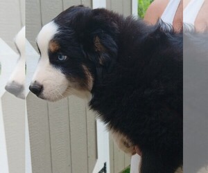 Miniature Australian Shepherd Puppy for sale in BLACKSBURG, SC, USA