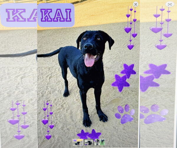 Medium Photo #2 Labrottie Puppy For Sale in Riverside, CA, USA