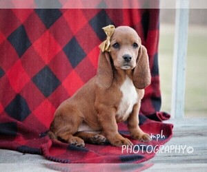 Basset Hound Puppy for sale in LIBERTY, KY, USA